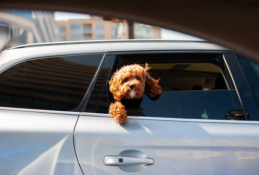 Où trouver la meilleure housse voiture pour chien ?